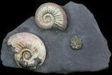 Iridescent Ammonite Fossils Mounted In Shale - x #38224-1
